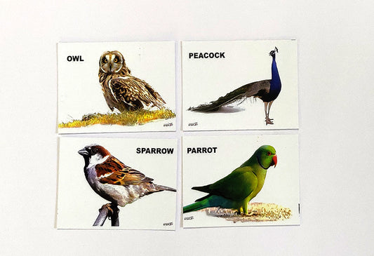 Flash Cards Birds