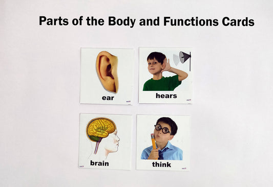 Parts Of The Body And Function Cards